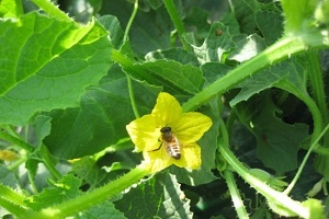 봄철 참외 수정 이용 꿀벌 “지금 월동 깨우고 양성해야”