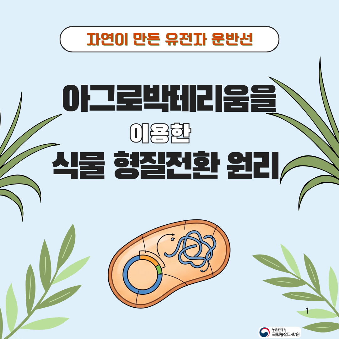 아그로박테리움을 이용한 식물 형질전환 원리