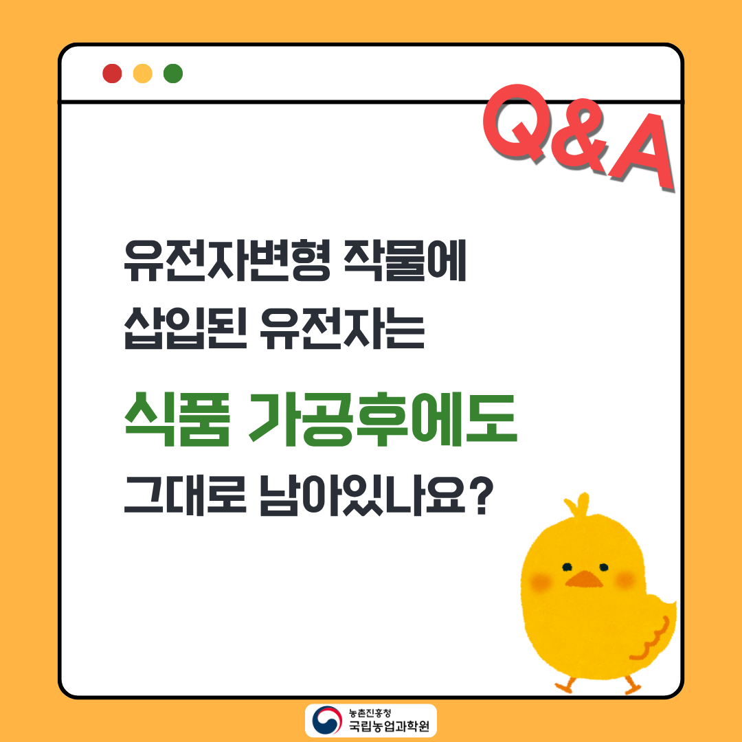 유전자변형 작물에 삽입된 유전자는 식품 가공과정에서 그대로 남아있나요