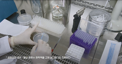 KACC 동결건조 앰플 재생 방법