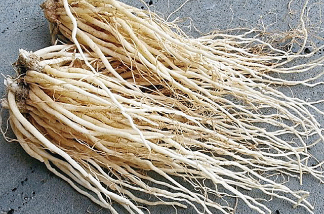 삼채